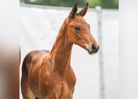 Westfaal, Hengst, veulen (06/2024), Bruin