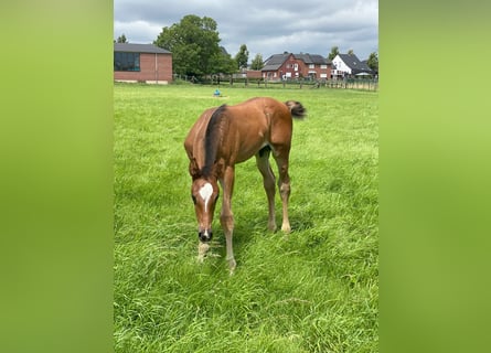 Westfaal, Hengst, veulen (06/2024), Bruin