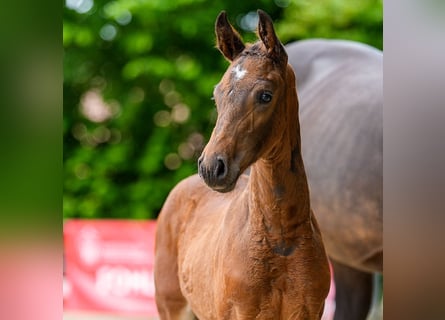 Westfaal, Hengst, Veulen (05/2026), Bruin