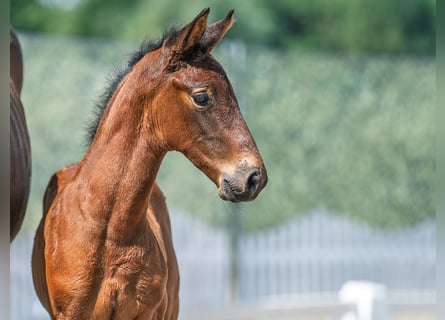 Westfaal, Hengst, Veulen (06/2025), Bruin