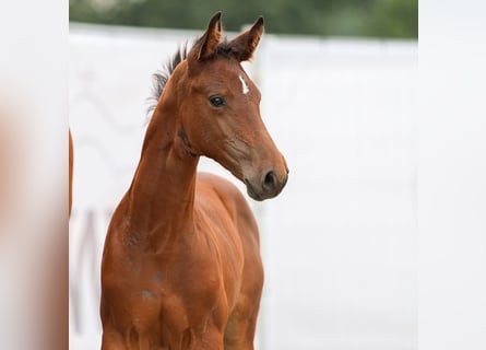 Westfaal, Hengst, veulen (06/2024), Bruin