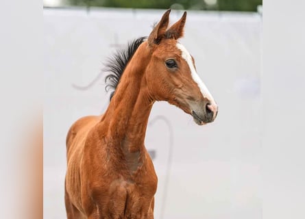 Westfaal, Hengst, veulen (04/2024), Bruin