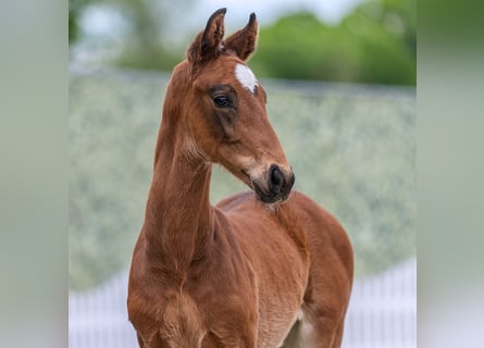 Westfaal, Hengst, Veulen (04/2026), Bruin