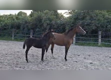 Westfaal, Hengst, veulen (05/2023), Donkerbruin