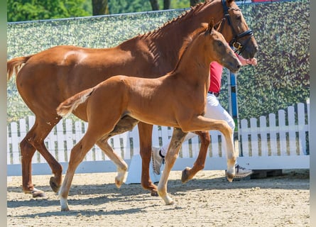 Westfaal, Hengst, Veulen (04/2026), Donkere-vos
