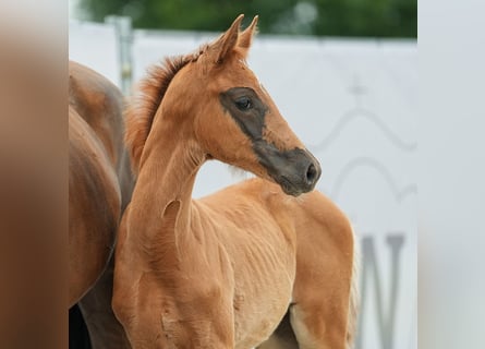 Westfaal, Hengst, veulen (04/2024), Donkere-vos