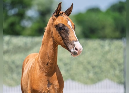 Westfaal, Hengst, Veulen (04/2025), Donkere-vos