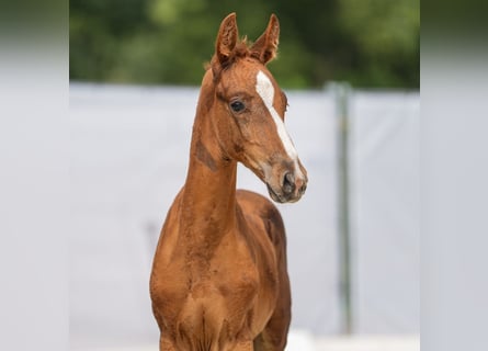 Westfaal, Hengst, veulen (06/2024), Donkere-vos