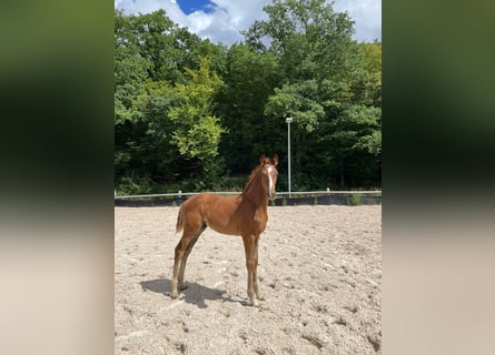Westfaal, Hengst, Veulen (05/2025), Donkere-vos
