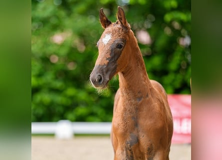 Westfaal, Hengst, Veulen (05/2026), Donkere-vos