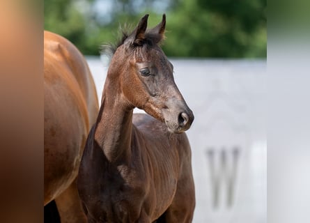 Westfaal, Hengst, veulen (06/2023), kan schimmel zijn