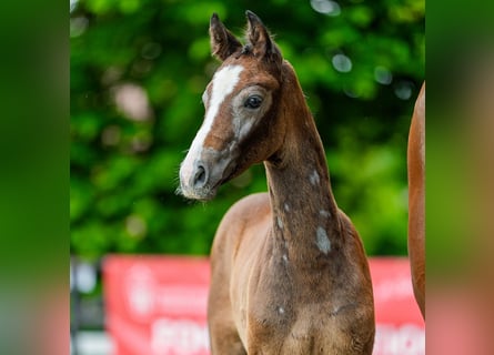 Westfaal, Hengst, Veulen (04/2026), kan schimmel zijn