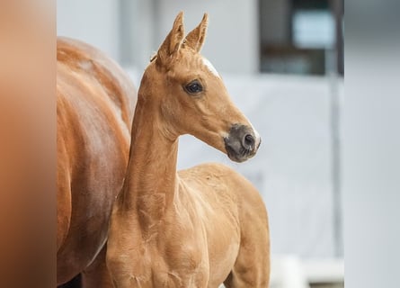 Westfaal, Hengst, veulen (06/2024), Palomino