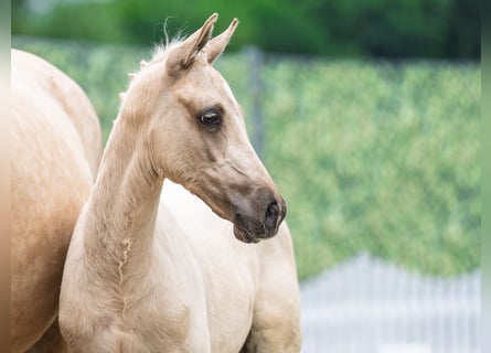Westfaal, Hengst, , Palomino