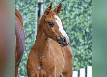 Westfaal, Hengst, Veulen (05/2025), Palomino