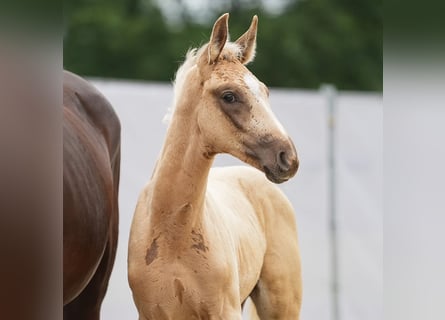 Westfaal, Hengst, veulen (04/2024), Palomino