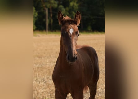 Westfaal, Hengst, veulen (05/2024), Vos