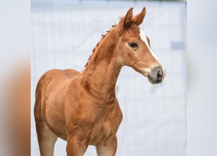 Westfaal, Hengst, veulen (05/2024), Vos