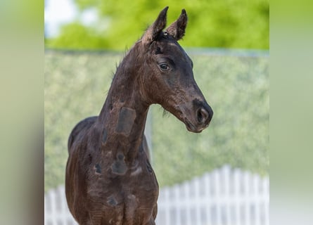 Westfaal, Hengst, Veulen (03/2026), Zwart