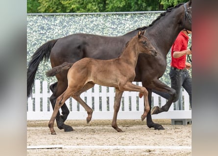 Westfaal, Hengst, Veulen (05/2025), Zwart