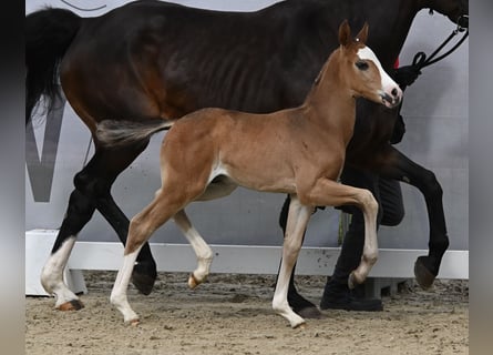 Westfaal, Hengst, veulen (05/2024), Zwartbruin