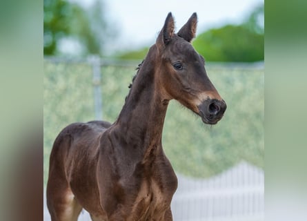 Westfaal, Hengst, Veulen (04/2026), Zwartbruin