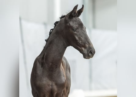 Westfaal, Hengst, veulen (05/2024), Zwartbruin