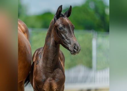 Westfaal, Hengst, Veulen (04/2026), Zwartbruin
