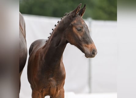 Westfaal, Hengst, veulen (05/2024), Zwartbruin