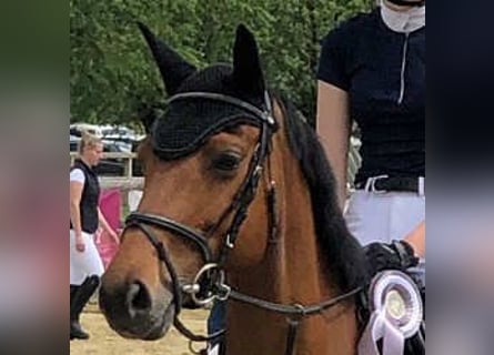 Westfaal, Merrie, 10 Jaar, 160 cm, Brauner