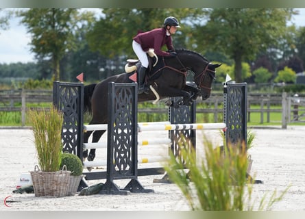 Westfaal, Merrie, 10 Jaar, 166 cm, Donkerbruin