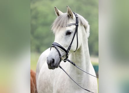 Westfaal, Merrie, 10 Jaar, 167 cm, Appelschimmel