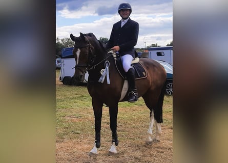 Westfaal, Merrie, 10 Jaar, 167 cm, Bruin