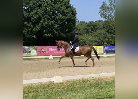 Westfaal, Merrie, 10 Jaar, 168 cm, Vos