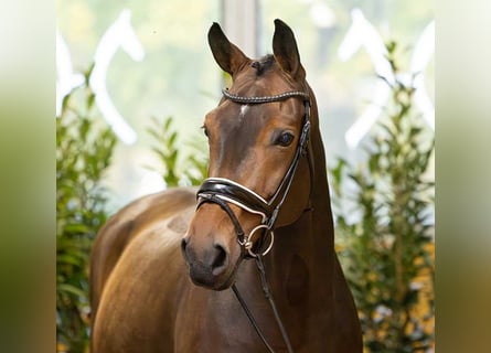 Westfaal, Merrie, 10 Jaar, 169 cm, Bruin