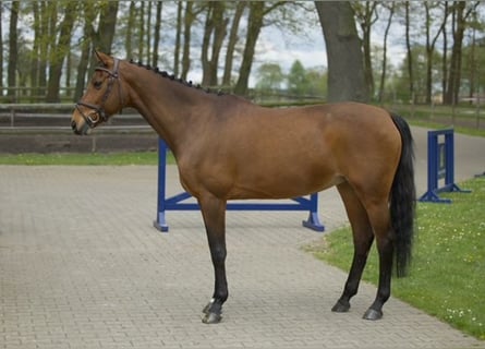 Westfaal, Merrie, 11 Jaar, 160 cm, Bruin