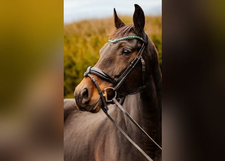 Westfaal, Merrie, 11 Jaar, 166 cm, Donkerbruin