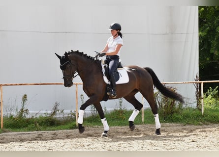Westfaal, Merrie, 11 Jaar, 167 cm, Zwart