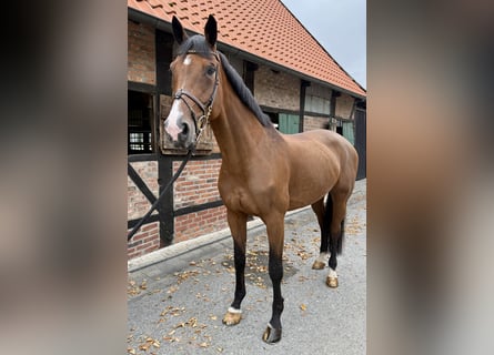 Westfaal, Merrie, 11 Jaar, 170 cm, Bruin