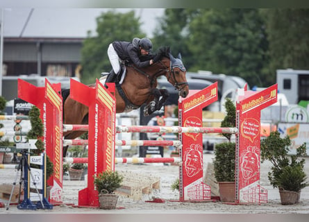 Westfaal, Merrie, 11 Jaar, 172 cm, Bruin