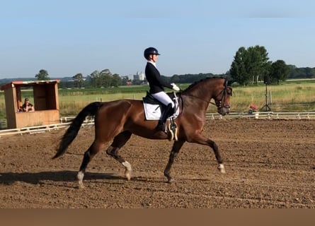 Westfaal, Merrie, 11 Jaar, 173 cm, Bruin