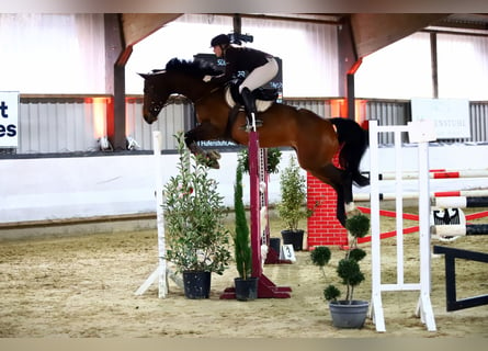 Westfaal, Merrie, 12 Jaar, 163 cm, Bruin