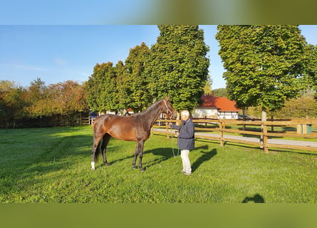 Westfaal, Merrie, 12 Jaar, 165 cm, Bruin