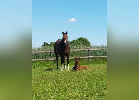 Westfaal, Merrie, 12 Jaar, 167 cm, Bruin