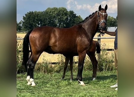 Westfaal, Merrie, 12 Jaar, 170 cm, Bruin