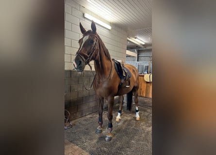 Westfaal Mix, Merrie, 12 Jaar, 174 cm, Donkere-vos