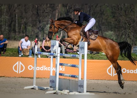 Westfaal, Merrie, 12 Jaar, 175 cm, Roodbruin