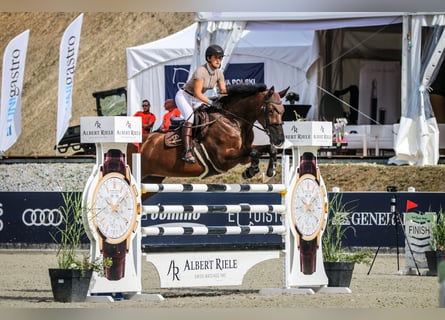 Westfaal, Merrie, 12 Jaar, 175 cm, Roodbruin