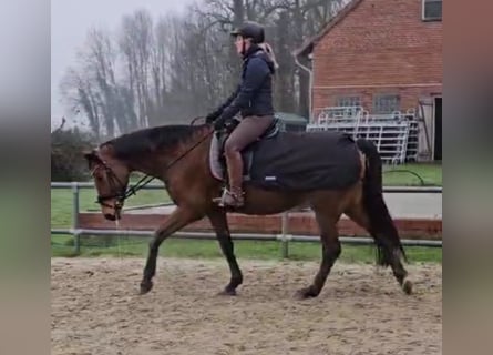 Westfaal, Merrie, 13 Jaar, 162 cm, Bruin