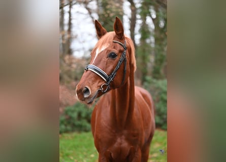 Westfaal, Merrie, 13 Jaar, 163 cm, Vos